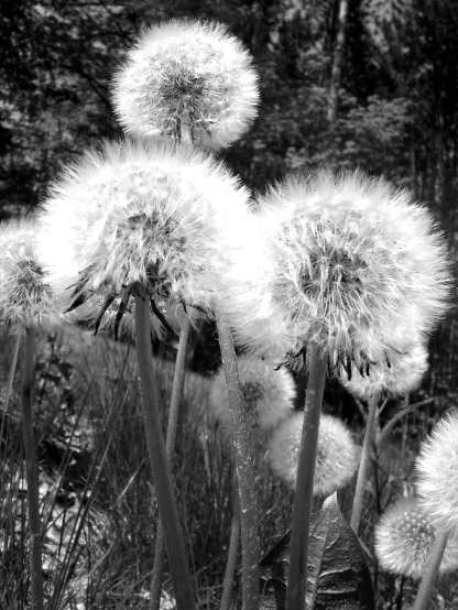 monochrome_dandelions_dandelion_desktop_1536x2048_wallpaper-308967